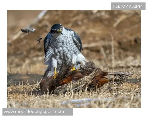 王大雷谈九哥回归后球队精神面貌提升与关键胜利的背后故事 王大雷谈九哥回归后球队精神面貌提升与关键胜利的背后故事